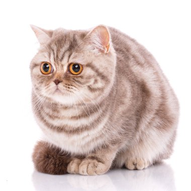 Beyaz bir arka plan üzerinde şirin safkan kedi.