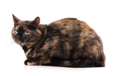 Beyaz bir arka plan üzerinde koyu kedi. Yeşil gözlü kedi.