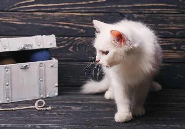 White Cat walks around the white chest — Stock Photo, Image