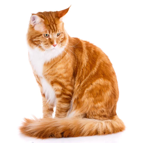 Zvíře, kočka, domácí koncept - mainecoon mužské kitty — Stock fotografie