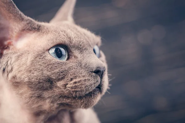 Devon-rex cat close-up portrait on a dark background. — Stock Photo, Image