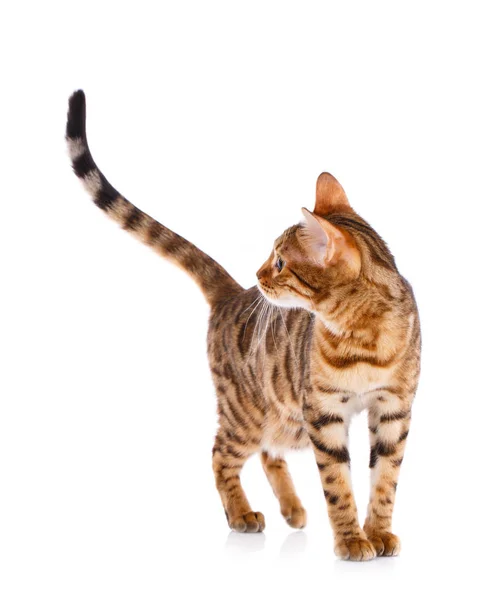 Huisdieren, dieren en katten concept - Bengaalse kat — Stockfoto