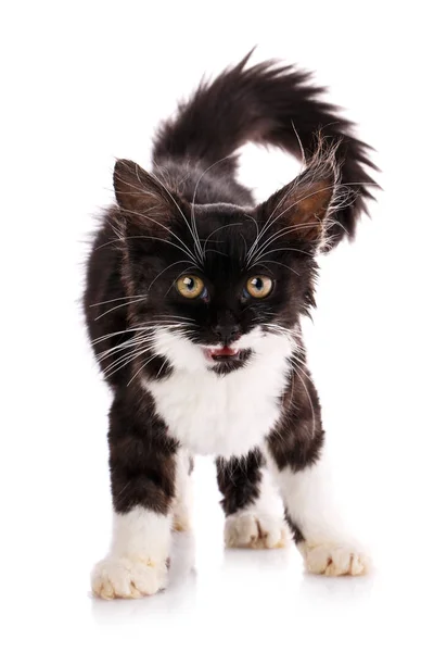 Musta ja valkoinen kissanpentu eristetty valkoisella taustalla — kuvapankkivalokuva