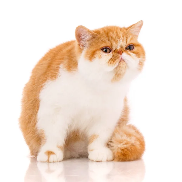 Exotic shorthair cat, , sitting on a white background — Stock Photo, Image