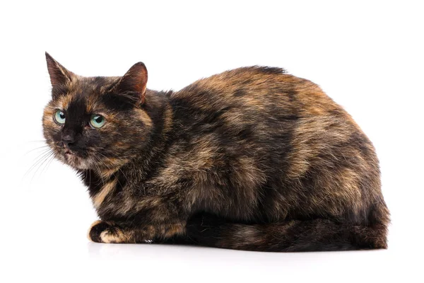 Chat Sans Race Un Chat Gris Simple Image Libre De Droit Par Serkucher C