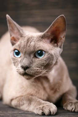 Yalan Devon rex kedi koyu ahşap arka plan üzerinde.