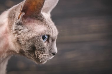 Koyu ahşap arka plan üzerinde kahverengi kahverengi kedi portresi.