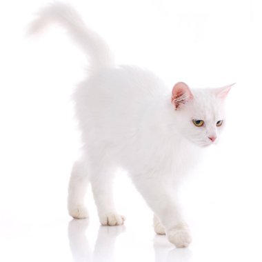 Beyaz bir kedi masaya gider. Beyaz bir arka plan üzerinde izole