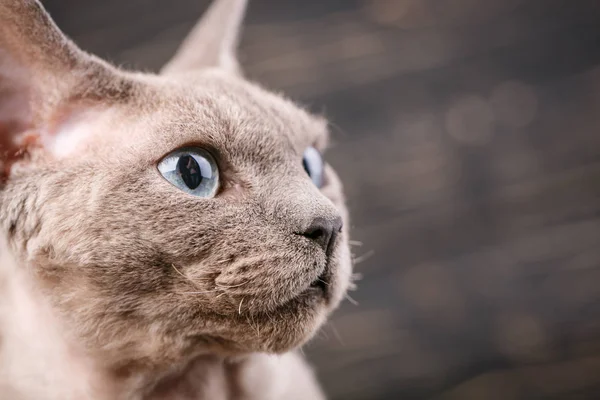 Devon rex kot szczegół portret na ciemnym tle drewnianych. — Zdjęcie stockowe