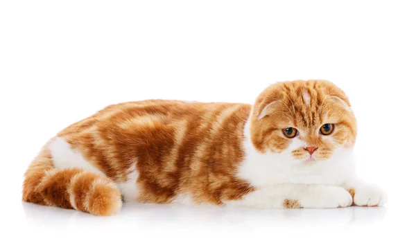 白い背景の上に座っている美しい純血ふわふわの自慢している猫 スコットランド猫の子猫の肖像 — ストック写真