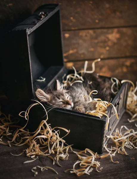 A gray striped cat sleeps in the box — Stock Photo, Image