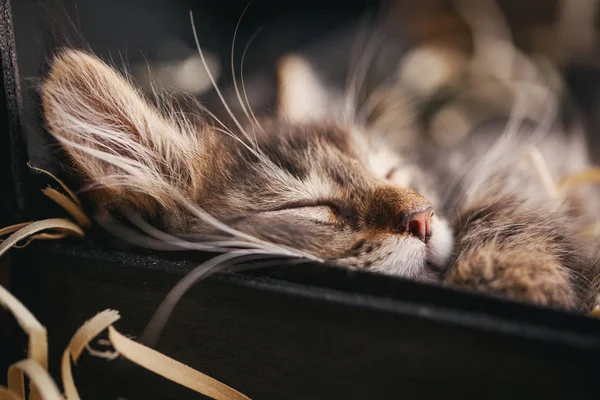 Un gatto grigio a strisce dorme nella scatola — Foto Stock