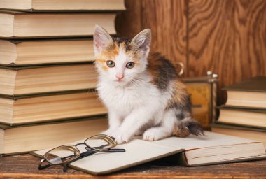 Bir yavru kedi kitap üzerinde duruyor ve ileri görünüyor.