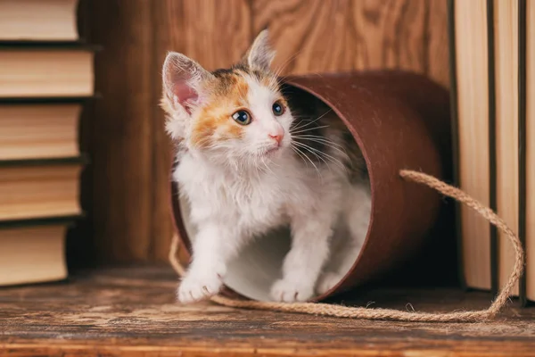 Katten kommer ur en liggande box — Stockfoto