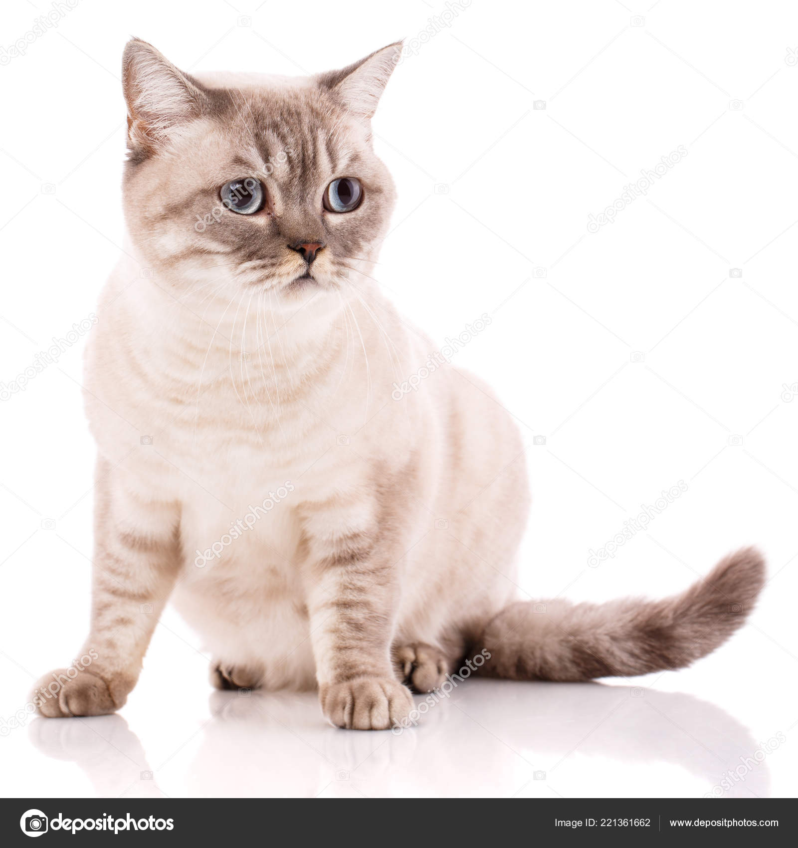 영국 바로 색 줄무늬 고양이 흰색 절연 — 스톡 사진 © serkucher #221361662, image size:1600x1700