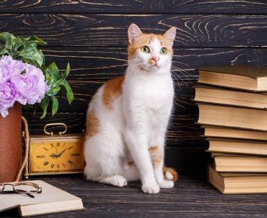 Kedi gözlüklerle gizlim saklım yakınındaki. Eğitim Bilgileri.