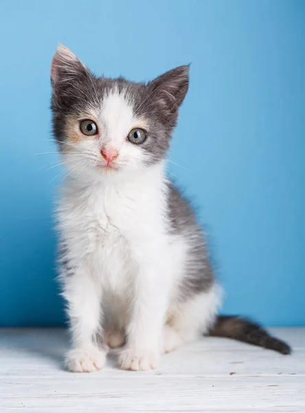 El gato se sienta sobre un fondo azul claro — Foto de Stock