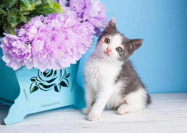Кот сидит рядом с цветочной коробкой — стоковое фото