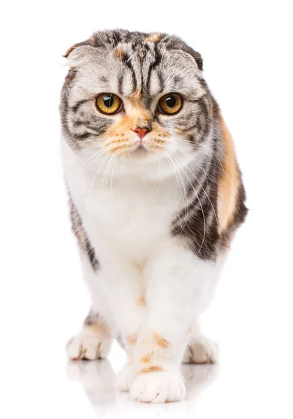 Gato legal em um fundo branco. Retrato de gato puro bonito — Fotografia de Stock