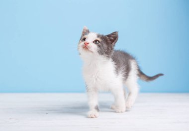 Beyaz bir tablo üzerinde yürüyen küçük bir kedi