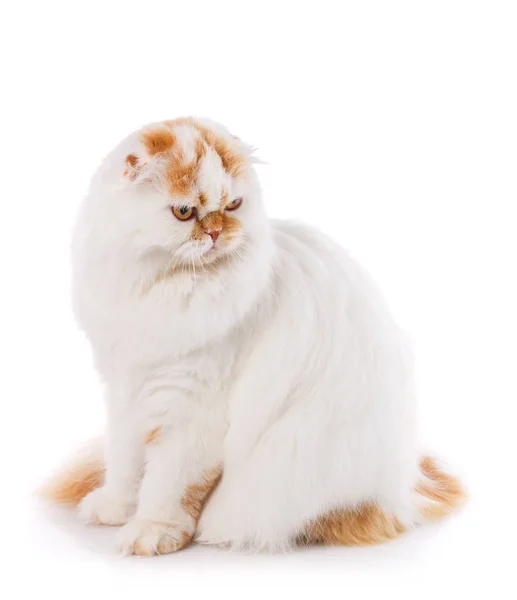 Gato fresco sobre un fondo blanco. Hermoso retrato de gato de raza completa — Foto de Stock