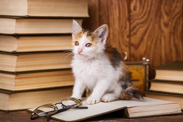 Um gatinho está no livro e olha para a frente — Fotografia de Stock