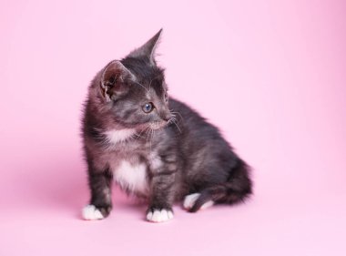 Pembe bir arka plan üzerinde küçük, Tüylü, gri kedi