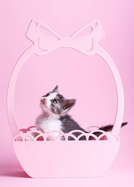 Sepet içinde beyaz ve gri kedi