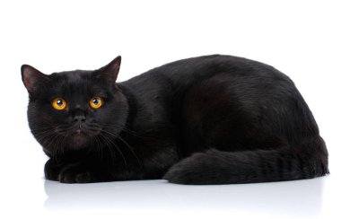 Beyaz bir arka plan üzerinde siyah İskoç safkan kedi.