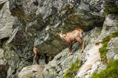 Serna yamaca Yüksek Tatras, Slovakya, Avrupa