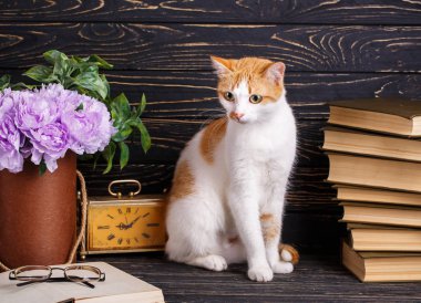 Kedi açık kitapta bakar