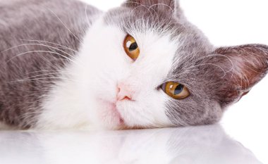 Kedi yüz, yakın çekim. Beyaz bir arka plan üzerinde izole