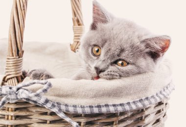 İskoç düz yavru kedi. Fotoğraf stüdyosunda safkan yavru kedi