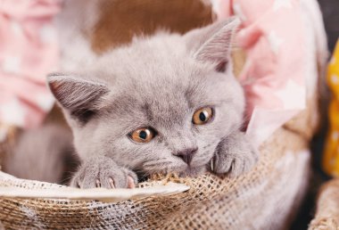 İskoç düz yavru kedi. Bir kedi yavrusu bir fotoğraf stüdyosu fotoğrafını. Aşağı belgili tanımlık yavru kedi görünüyor.