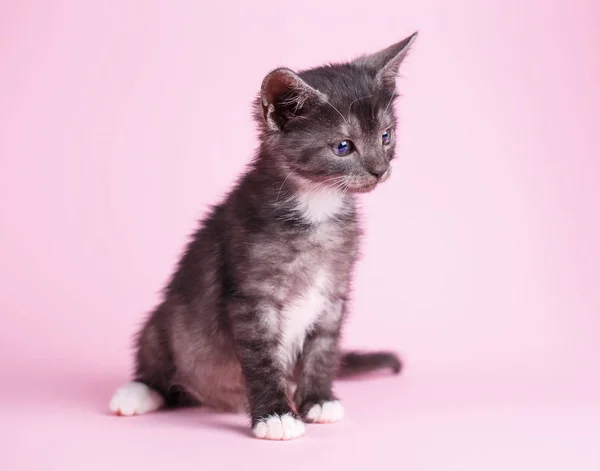 A cute cat looks to the right — Stock Photo, Image