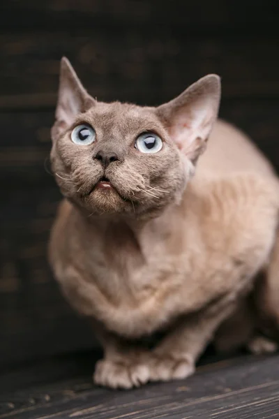 Thoroughbred cat. Exhibition of cats concept. Beautiful Devonian rex cat — Stock Photo, Image