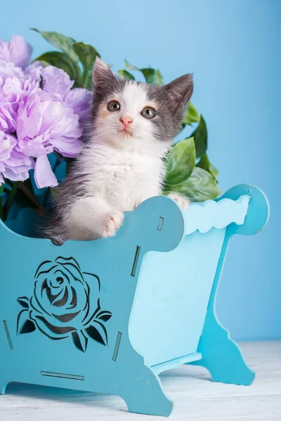 Кот в корзине с цветами на белом столе на синем фоне — стоковое фото
