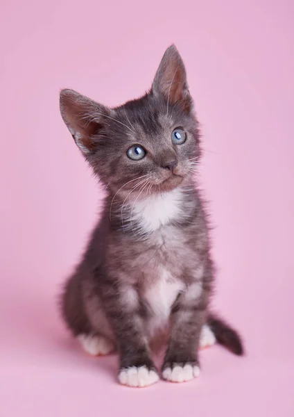 Пушистый игривый котенок на розовом фоне — стоковое фото
