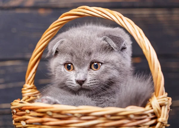 Scottish fold kitten. Grijs kitten op fotostudio — Stockfoto