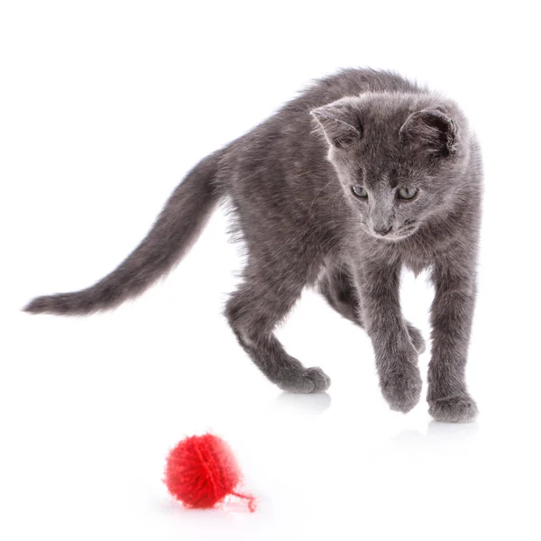 Cat goes to red coil. Isolated on a white background — Stock Photo, Image