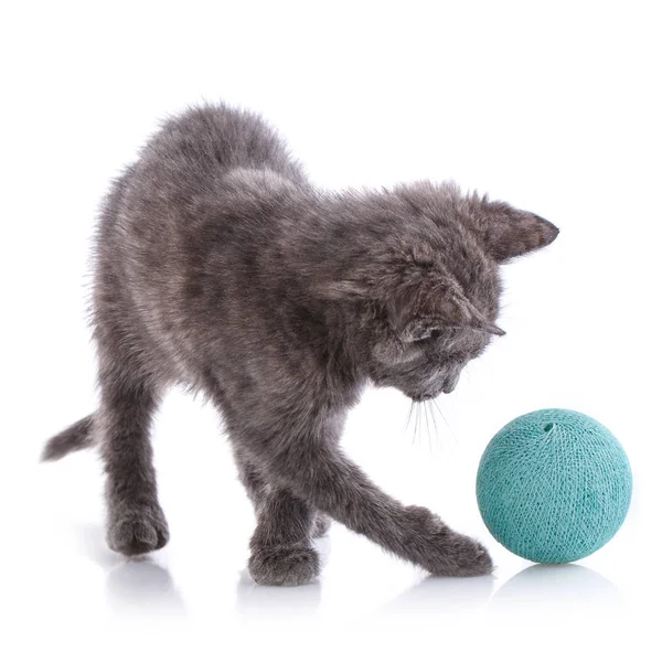 A gray cat playing with a blue ball. Isolated on a white background — Stock Photo, Image