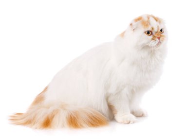 Evcil Hayvan, hayvanlar ve kediler kavramı - beyaz bir arka plan üzerinde safkan İngiliz kedi