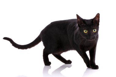 Serengeti safkan kedi beyaz bir arka plan üzerinde.