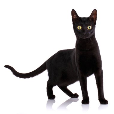 Serengeti safkan kedi beyaz bir arka plan üzerinde.