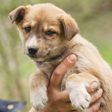 Kırmızı köpek veteriner ellerinde.