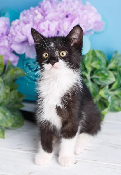 Zwart-witte kat met zwarte neus — Stockfoto