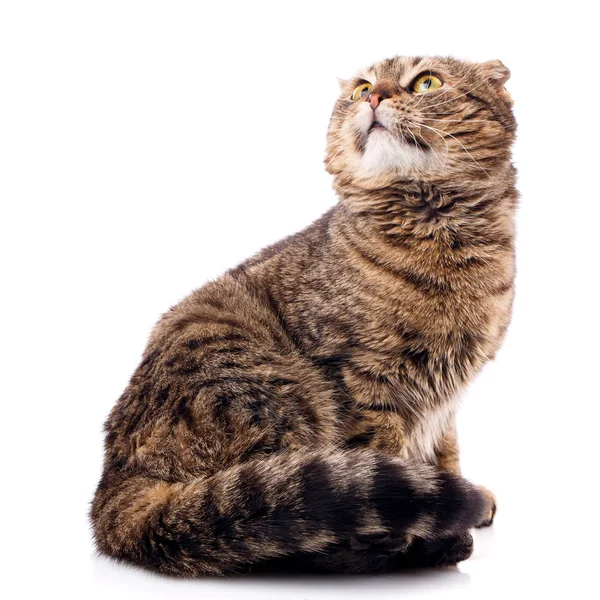 Cat from the street. Homeless cat on a white background. — Stock Photo, Image