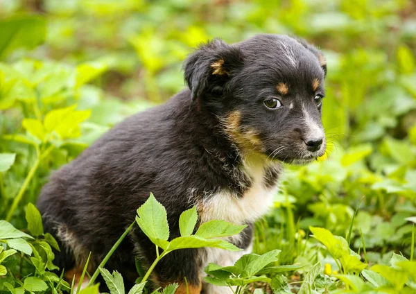 Perro infeliz sin hogar que vive bajo tierra. Perro en el jardín —  Fotos de Stock