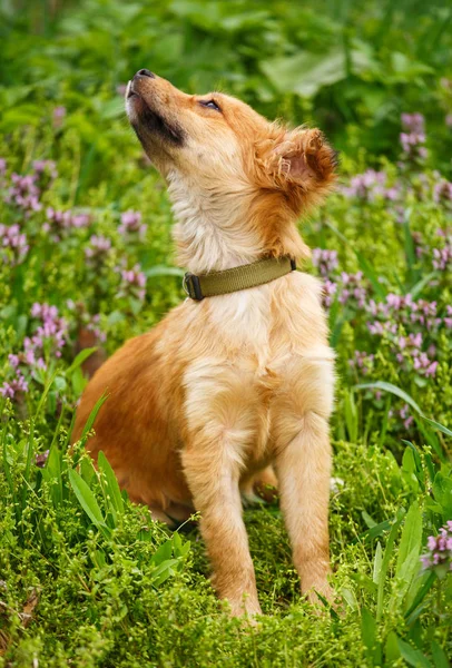 A happy dog walks in the grass and flowers. The puppy walks in the wild. — Stock Photo, Image