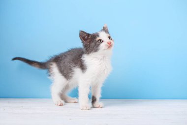 Kedi ayakta yana doğru görünmüyor. Komik kedi yavrusu.